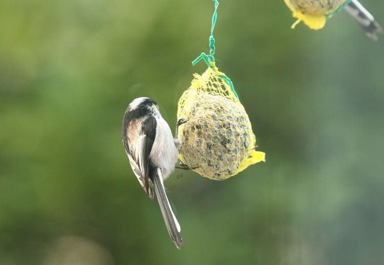 Long-tailled Tit