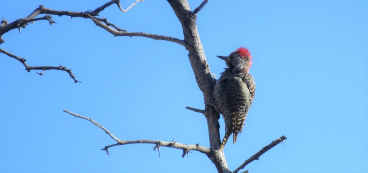 Cardinal Woodpecker (2).JPG