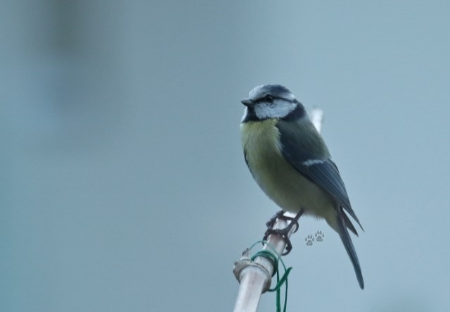 Blue Tit
