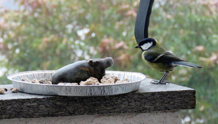 Great Tit.JPG