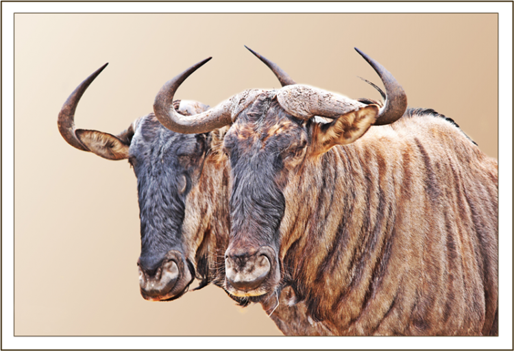 Wildebeest1.png