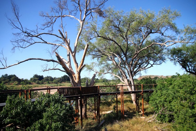 Tree-top walk