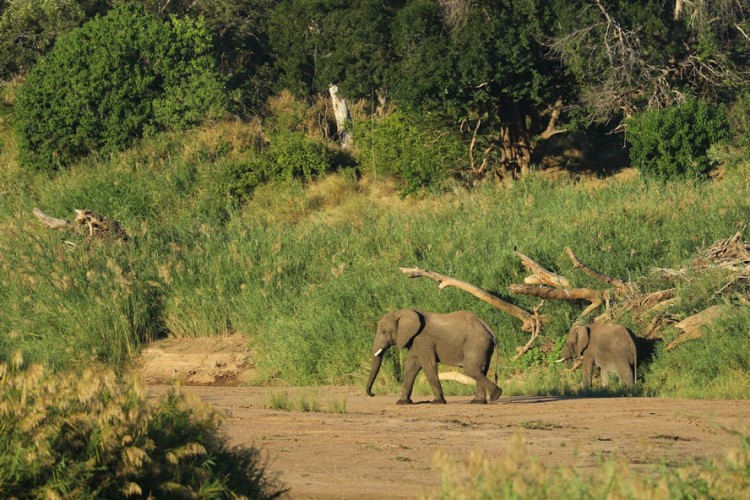 Elephants