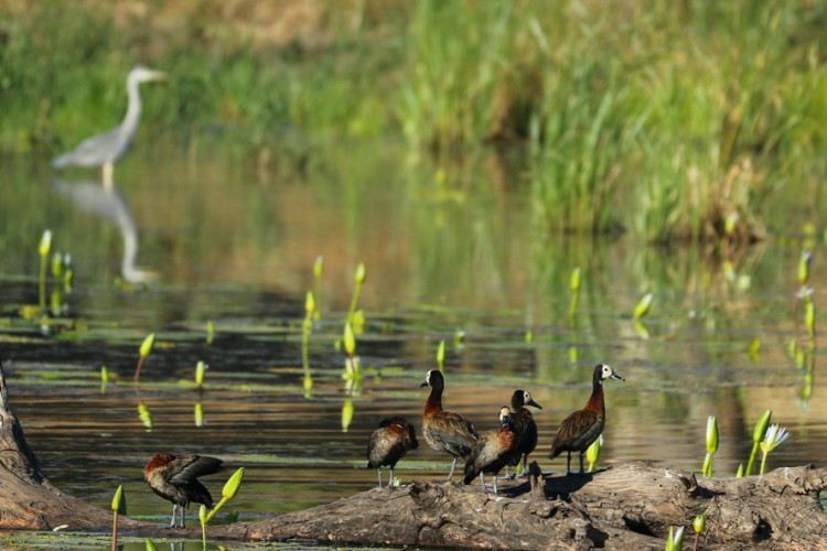 From the bird hide
