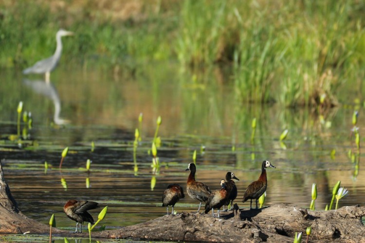 From the bird hide