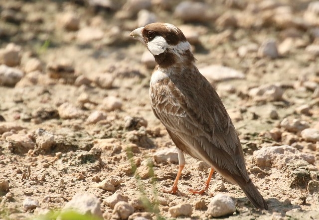 Grey-backed Sparrowlark