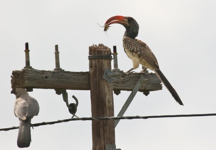 Monteiro's Hornbill/Calao de Monteiro