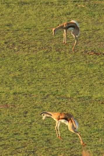 Springbok