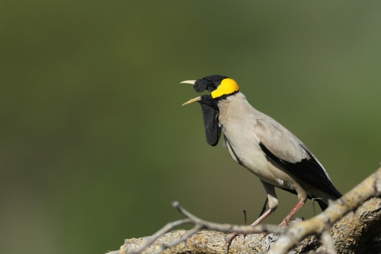 Wattled Starling (Kruger)