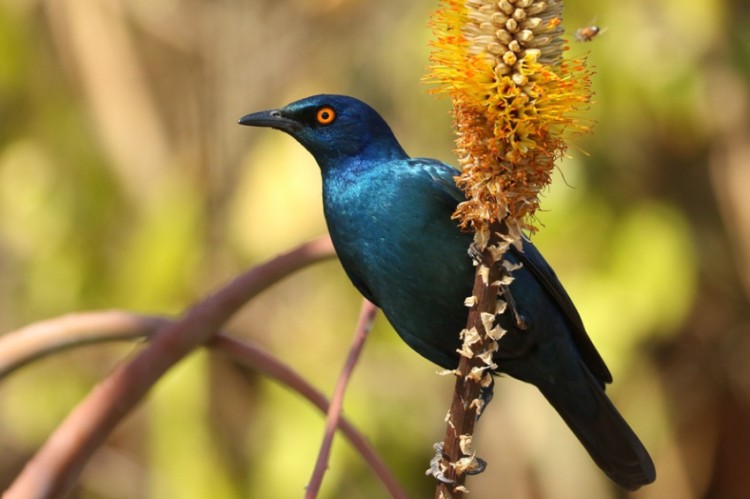 Cape Starling (Kruger)