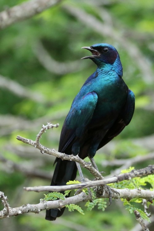 Burchell Starling (Kruger)