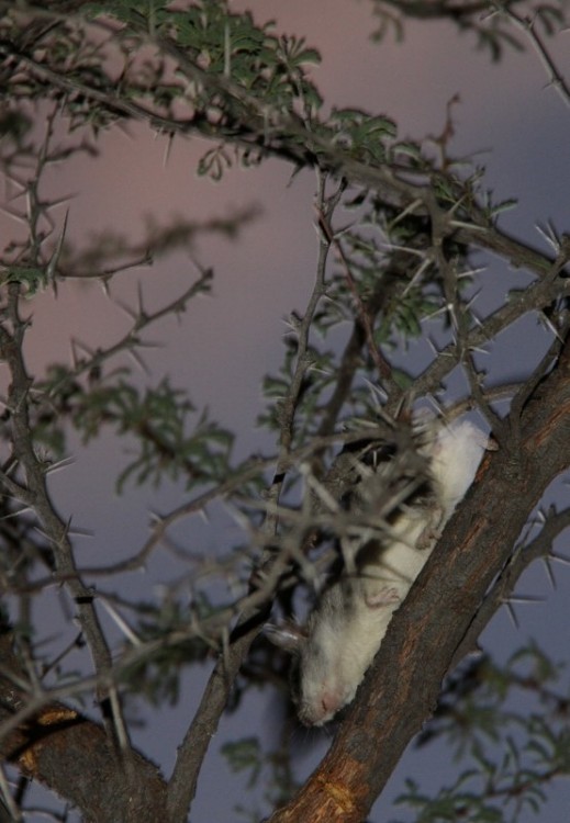 Tree Rat/Thallomys paedulcus
