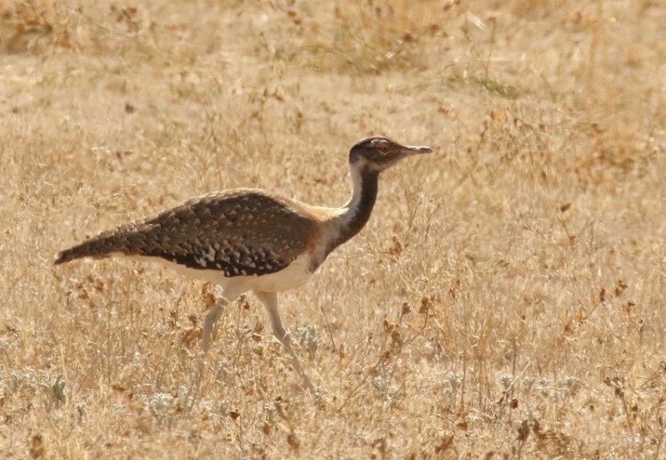 Ludwig Bustard - 11.11.2017