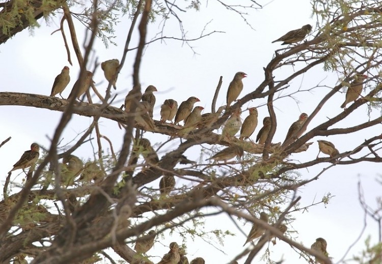 Red-billed Quelea