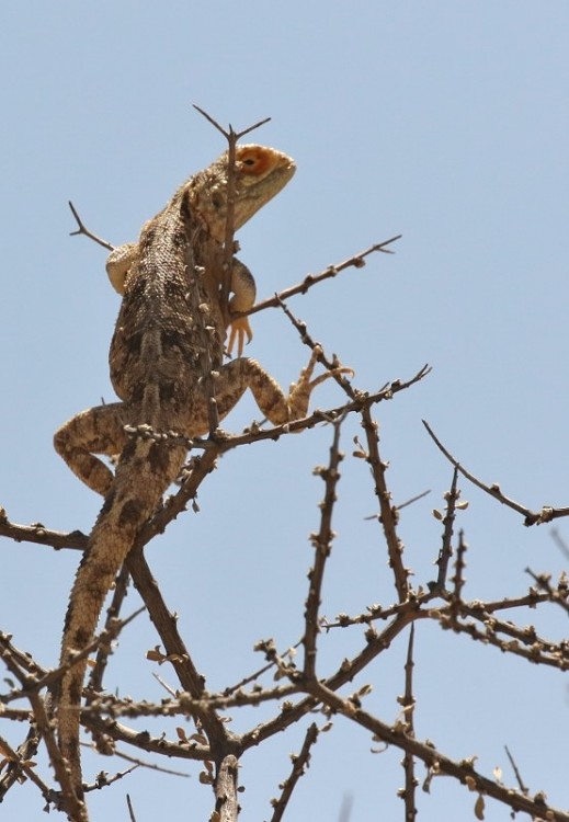 Ground Agama