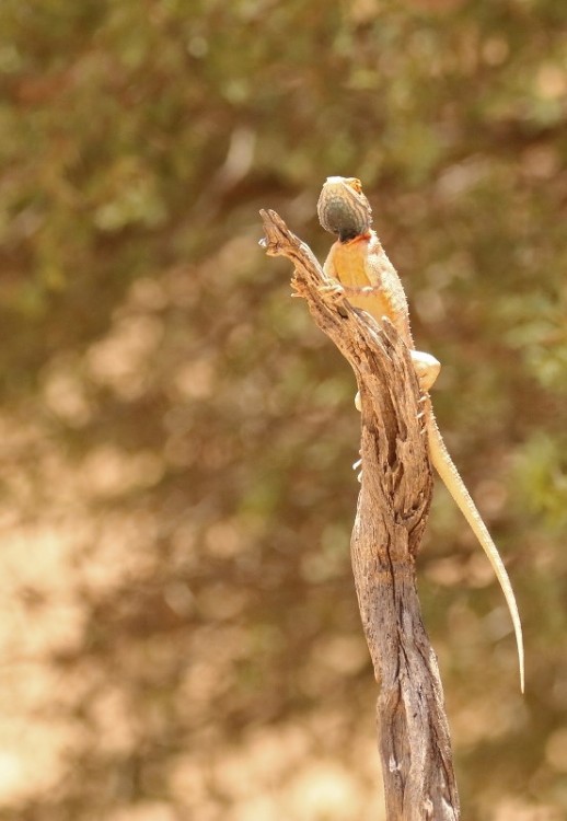 Ground Agama