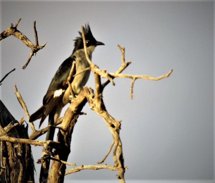 Jacobin Cuckoo (2).JPG