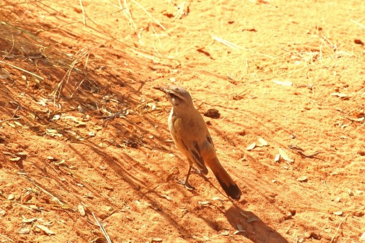 Kalahari Scrub-Robin