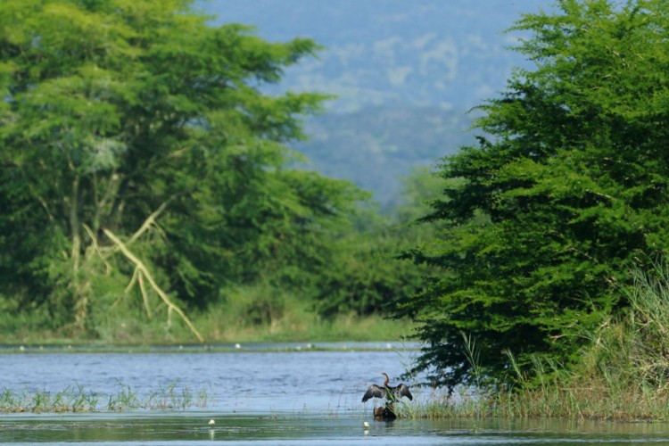 African Darter