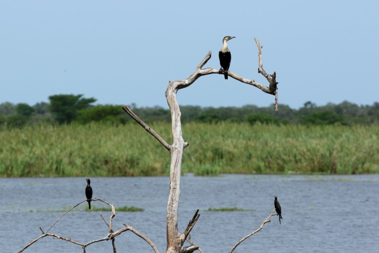 White-breasted Cormorant and Reed Cormorant