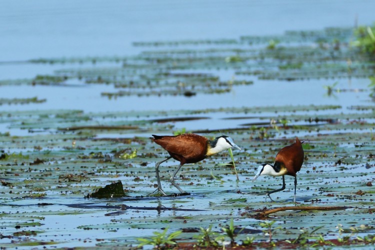 African Jacana