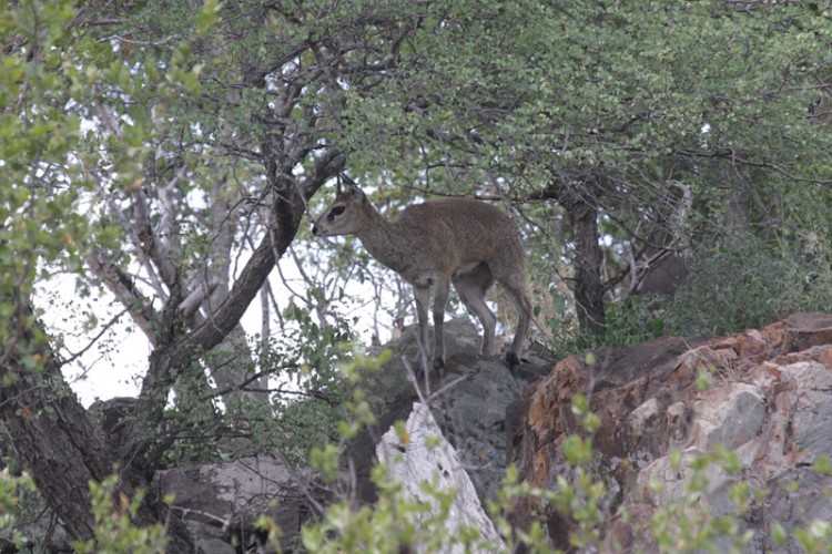 klipspringer (1) s39.jpg