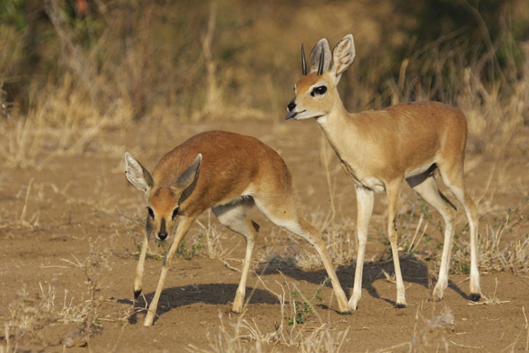 steenbok s39.jpg