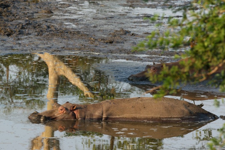 Hippos