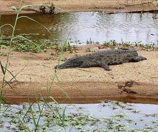 Nile Crocodile.JPG