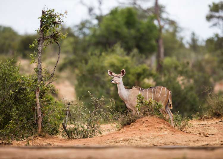 Kudu S114.jpg