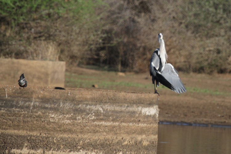 giant kingfisher grey heron.jpg