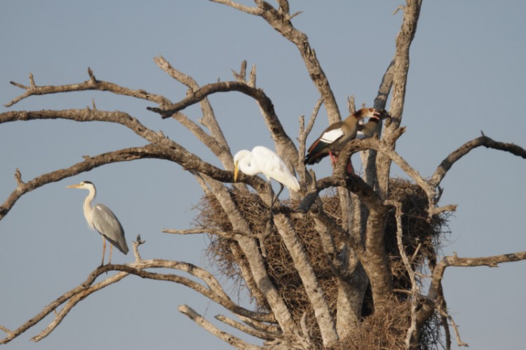 egyptian goose grey heron great egret.jpg