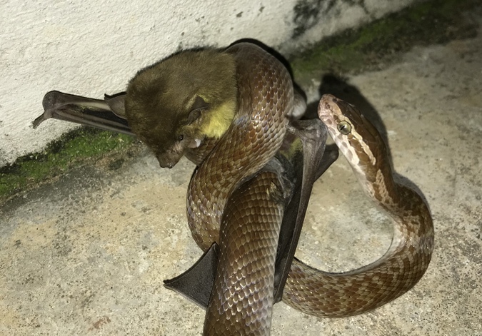 bat vs snake