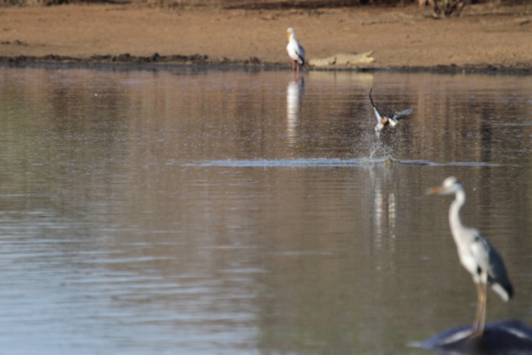 giant kingfisher grey heron yellow-billed stork.jpg