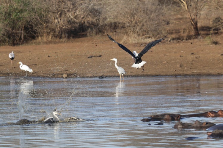 african fish eagle, great egret, grey heron yellow billed stork.jpg