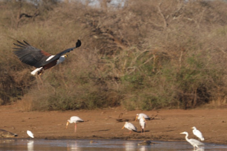 african fish eagle, great egret, grey heron, little egret.jpg