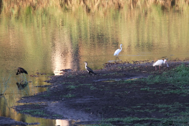 african openbill, african spoonbill, great egret reed cormorant.jpg