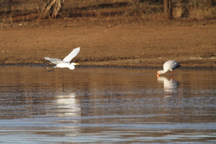 great egret and yellow-billed stork.jpg