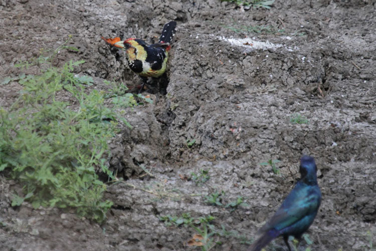 starling and  barbet.jpg