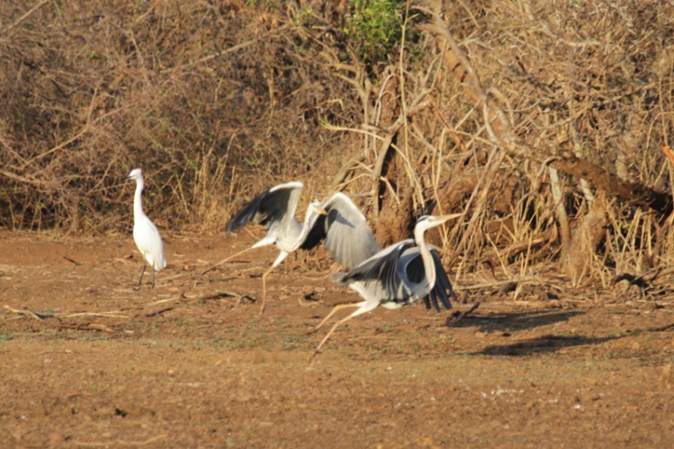 grey heron and little egret.jpg
