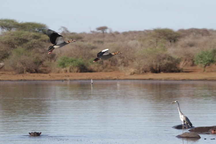 egyptian goose grey heron.jpg