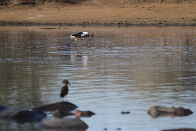 african fish eagle hammerkop.jpg