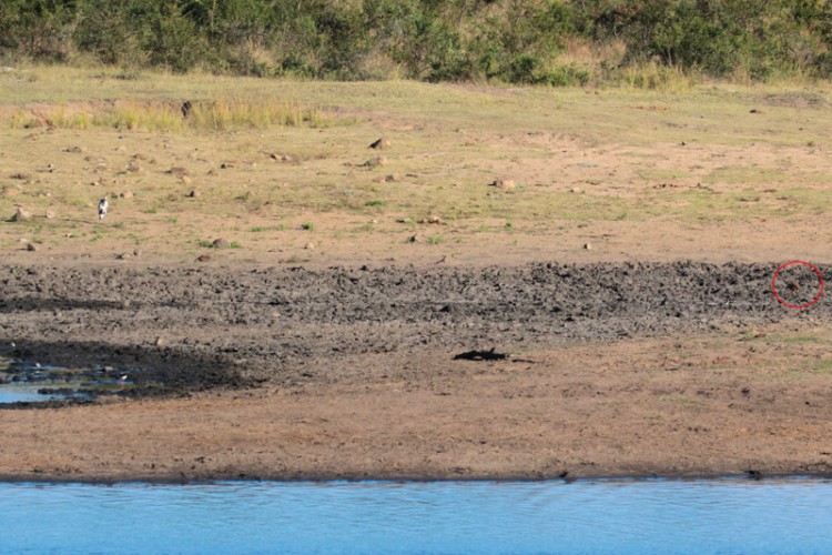 african harrier hawk, black-winged stilt, grey heron three-banded plover.jpg