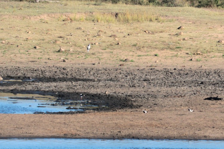 blacksmith lapwing, black-winged stilt, grey heron three-banded plaver.jpg