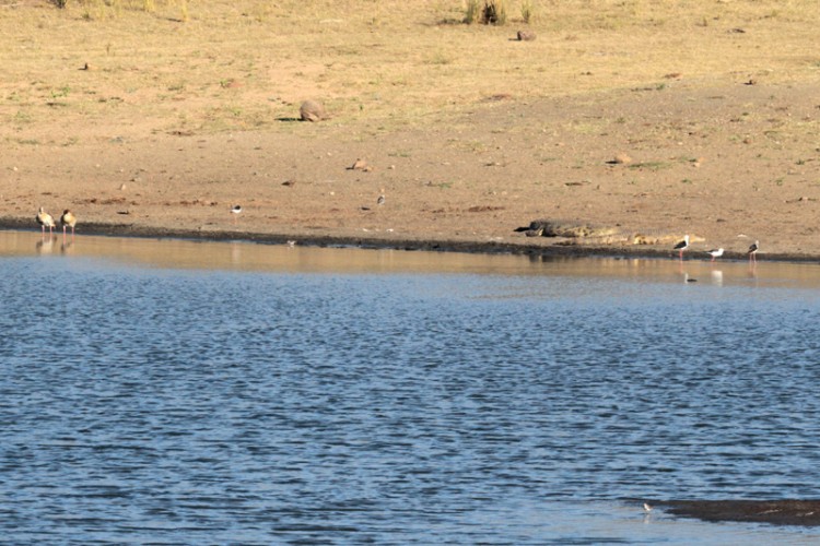 black-winged stilt, egyptian goose, three-banded plover, water thick-knee.jpg