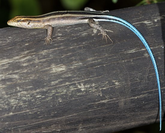 rainbow skink.jpg