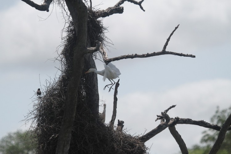 cattle egret, red-billed buffalo weaver.jpg