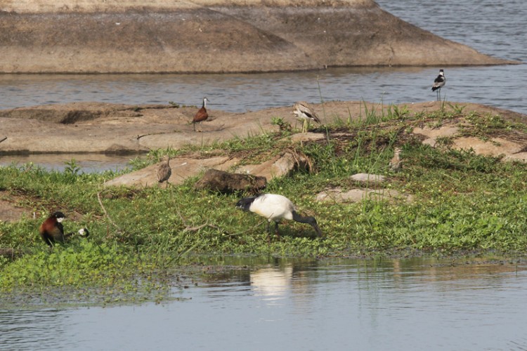 african jacan, african sacred ibis, blacksmith lapwing, water thick-knee, white-faced duck.jpg