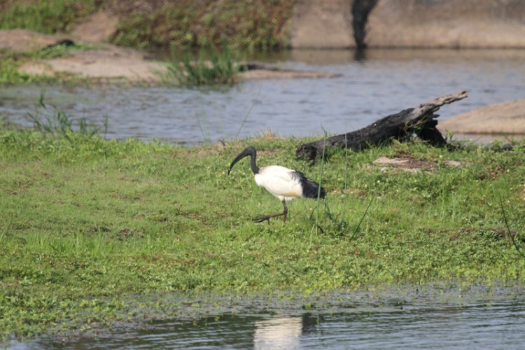 african sacred ibis.jpg