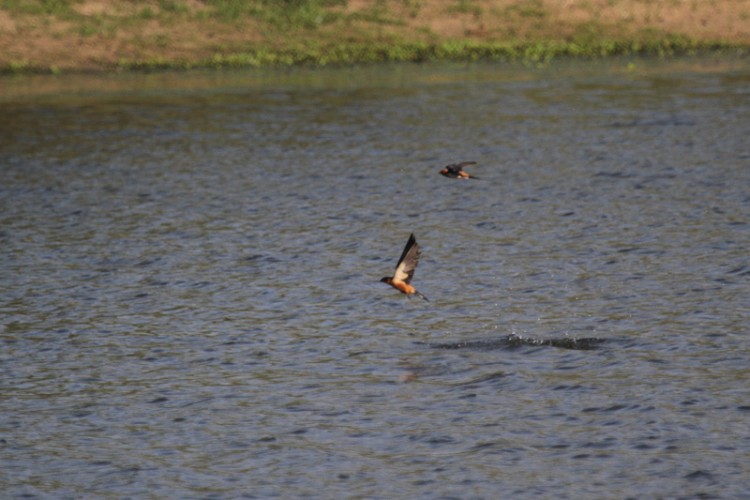 red-breasted swallow.jpg